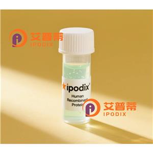 NHEJ1抗体,Rabbit Polyclonal NHEJ1 Antibody