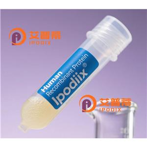 COX7A2抗体,Rabbit Polyclonal COX7A2 Antibody