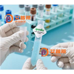 COX8A抗体,Rabbit Polyclonal COX8A Antibody