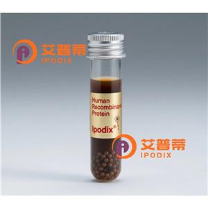 APIP抗体,Rabbit Polyclonal APIP Antibody