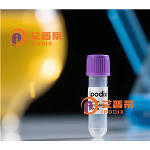 CAP2抗体,Rabbit Polyclonal CAP2 Antibody