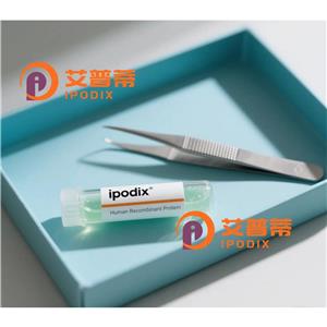 TXLNA抗体,Rabbit Polyclonal TXLNA Antibody