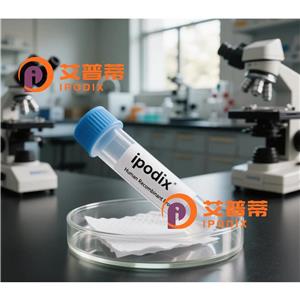 SERPINB6抗體,Rabbit Polyclonal SERPINB6 Antibody