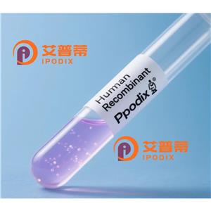ARMC10抗體,Rabbit Polyclonal ARMC10 Antibody