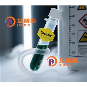 S100A16抗體,Rabbit Polyclonal S100A16 Antibody
