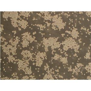 MV4-11 Cells人急性单核细胞白细胞ATCC保种|STR图谱