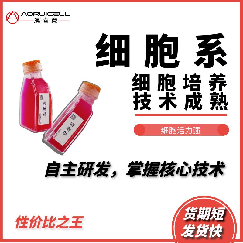 C1498-GFP（小鼠急性骨髓性白血病绿色标记）,C1498-GFP