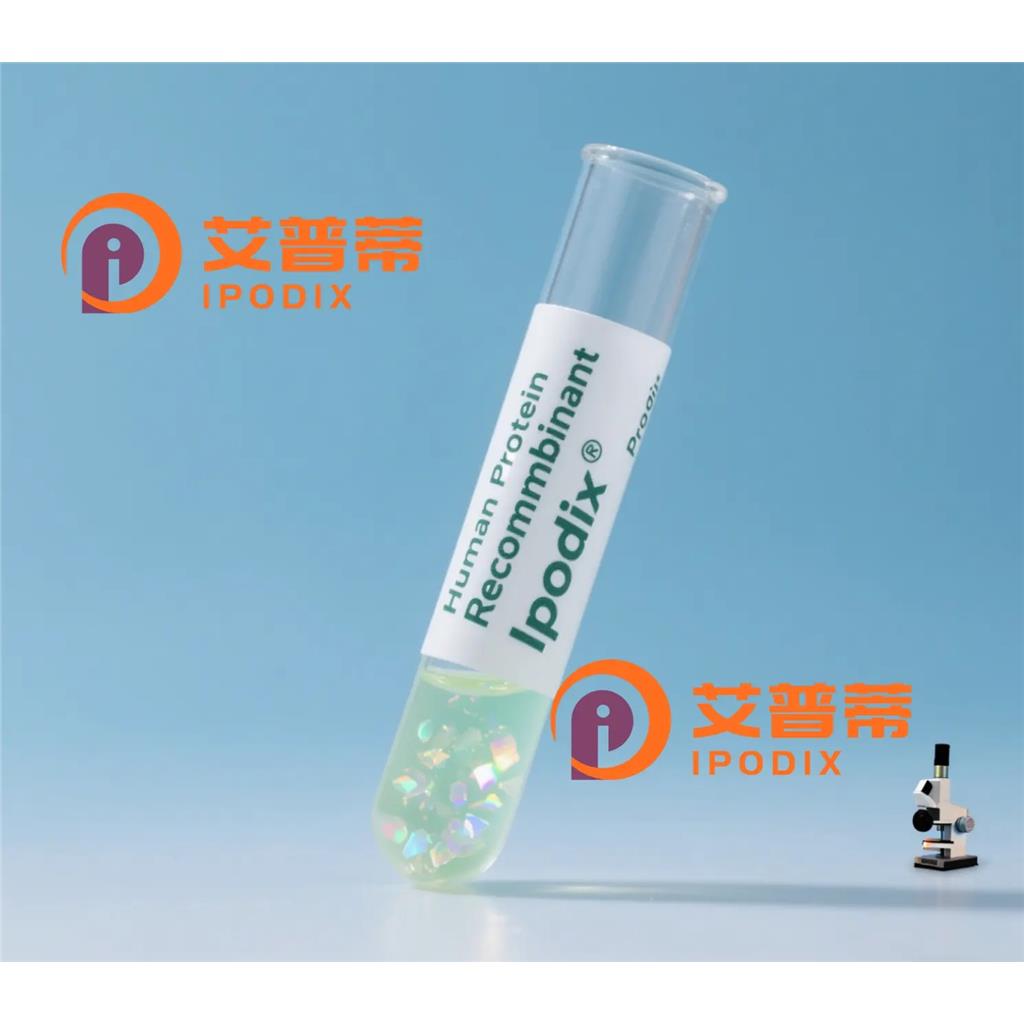 STAP1抗体,Rabbit Polyclonal STAP1 Antibody