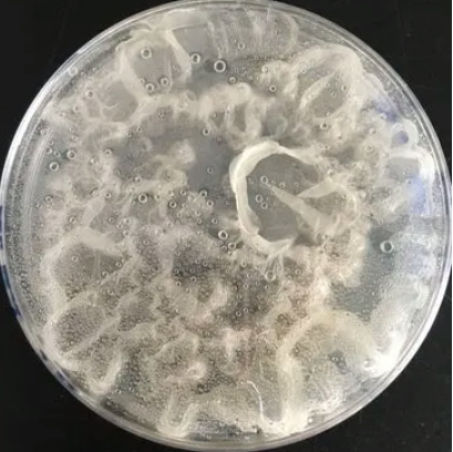 Laceyella Sacchari,Laceyella Sacchari