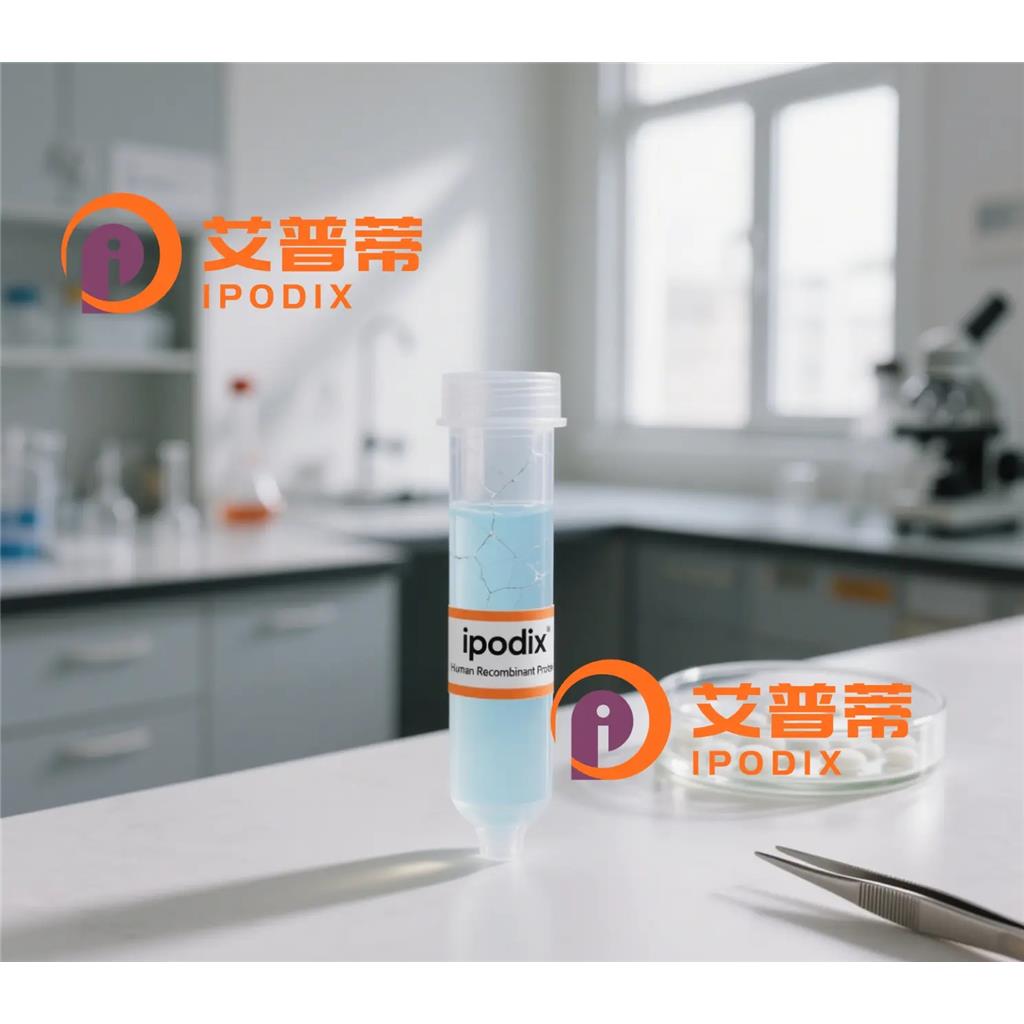 DARS1抗体,Rabbit Polyclonal DARS1 Antibody