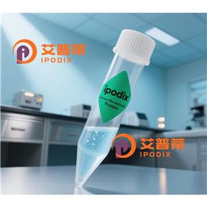 ZNF449抗體,Rabbit Polyclonal ZNF449 Antibody