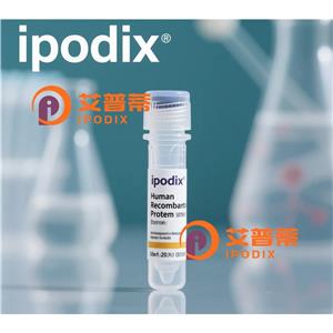 COIL抗体,Rabbit Polyclonal COIL Antibody