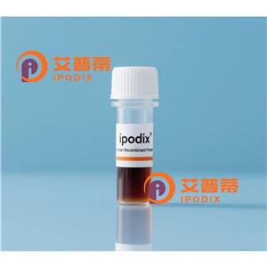 NXNL1抗体,Rabbit Polyclonal NXNL1 Antibody