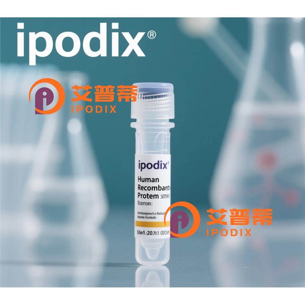 DDX24抗体,Rabbit Polyclonal DDX24 Antibody