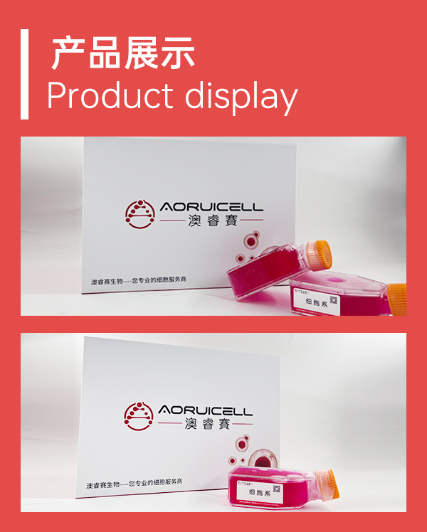 LOVO-LUC-GFP（人结直肠癌细胞绿色标记+荧光素酶）,LOVO-LUC-GFP