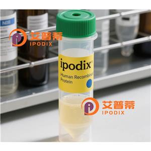 FYCO1抗体,Rabbit Polyclonal FYCO1 Antibody