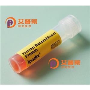 KRCC1抗體,Rabbit Polyclonal KRCC1 Antibody