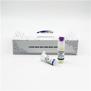 Limosilactobacillus Fermentum