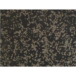 SW579 Cells人甲状腺鳞癌细胞低代次保种|STR图谱,SW579 Cells