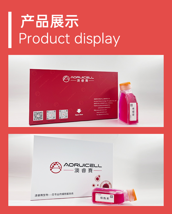 兔子宫内膜上皮细胞永生化,Immortalization of rabbit endometrial epithelial cells