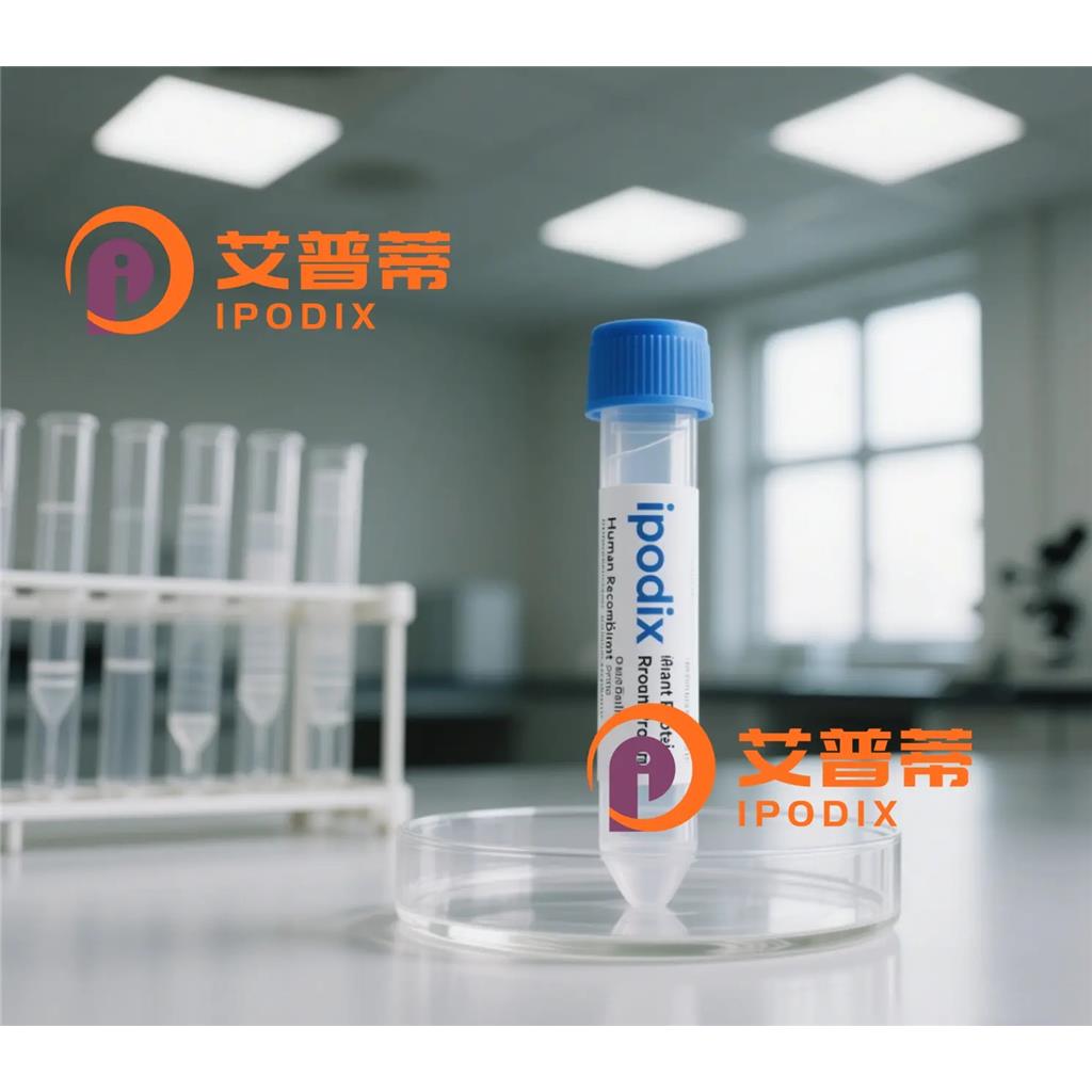 PRMT3抗体,Rabbit Polyclonal PRMT3 Antibody