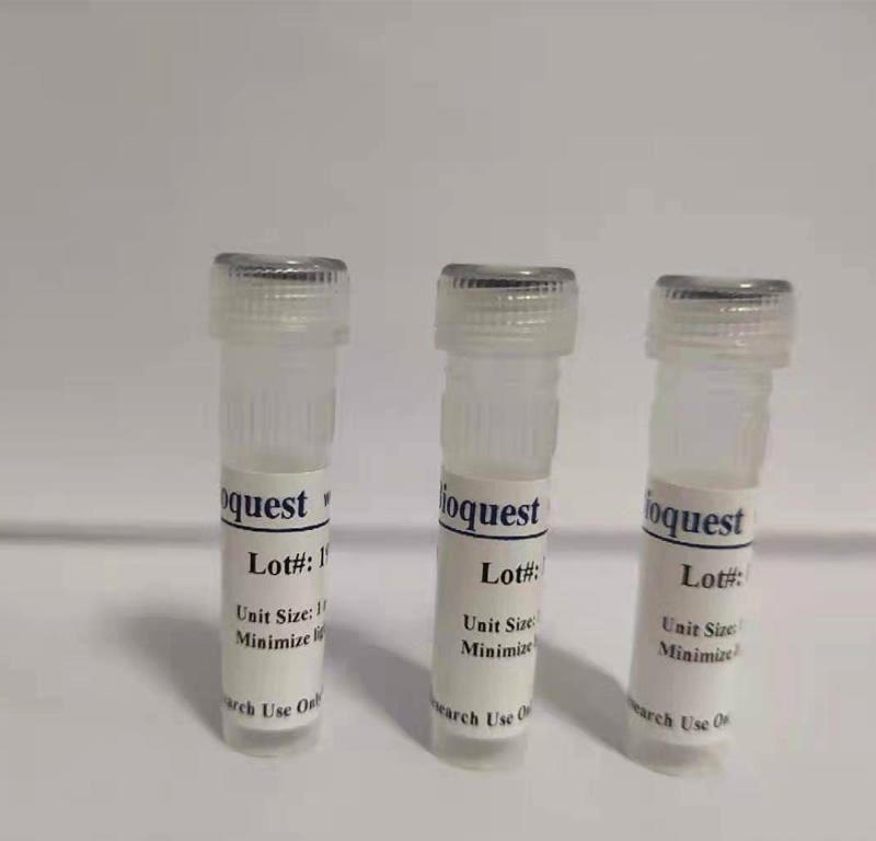 鬼筆環(huán)肽-AMCA標(biāo)記,Phalloidin-AMCA Conjugate