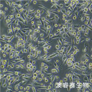 BxPC-3-LUC（人原位胰腺腺癌细胞-荧光素酶标记）