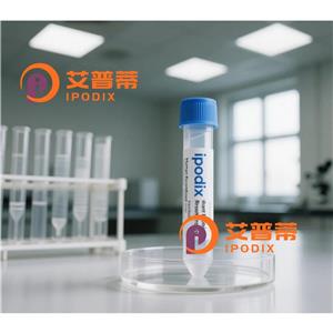 PRMT3抗体,Rabbit Polyclonal PRMT3 Antibody