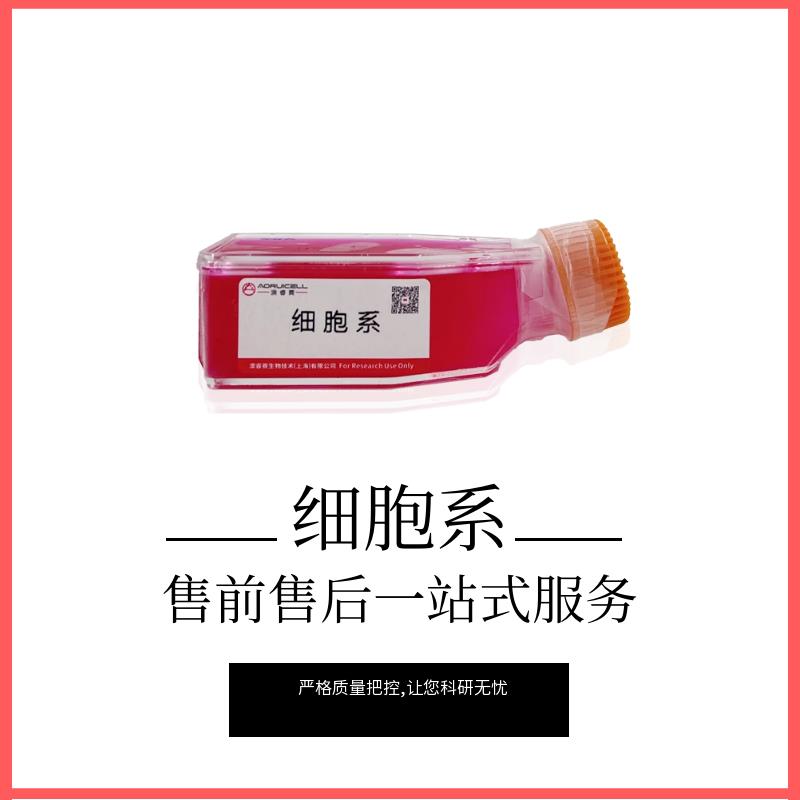 SW480-LUC（人結(jié)腸癌細(xì)胞帶熒光素酶）,SW480-LUC