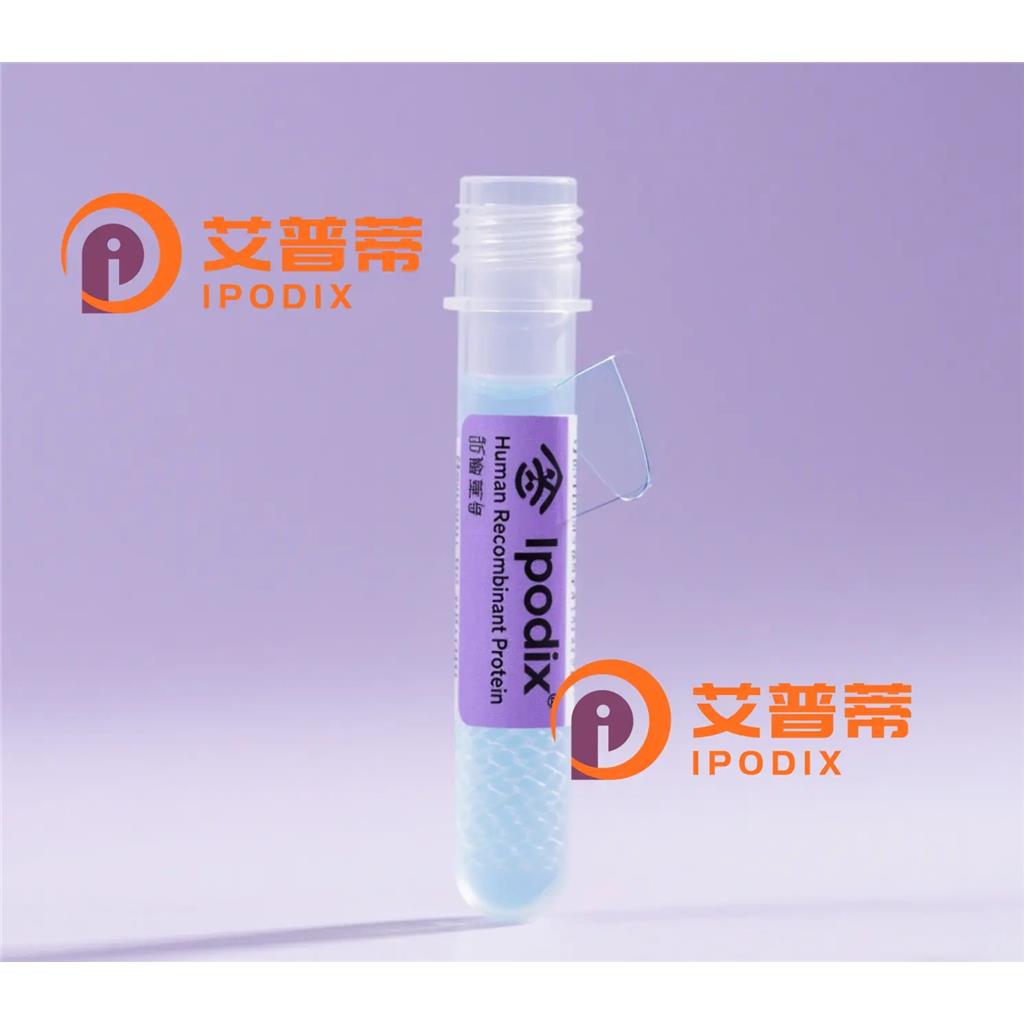 Smad2抗體,Rabbit Monoclonal Smad2 Antibody