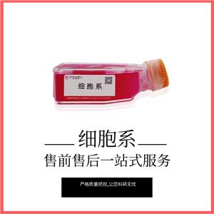 SW480-LUC（人結(jié)腸癌細(xì)胞帶熒光素酶）