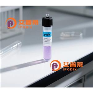 Smad2抗體,Rabbit Monoclonal Smad2 Antibody
