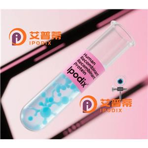 CathepsinD抗体,Rabbit Monoclonal CathepsinD Antibody