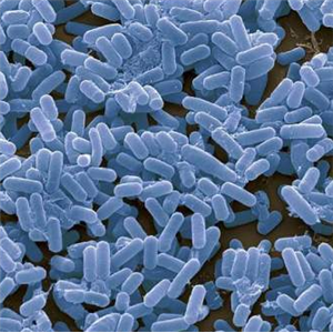 Glycomyces Harbinensis