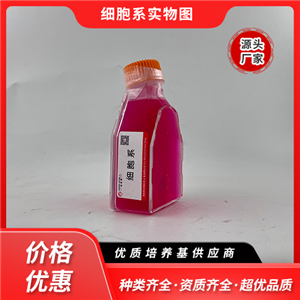 HuH-7-LUC（人肝癌細(xì)胞帶熒光素酶）,HuH-7-LUC