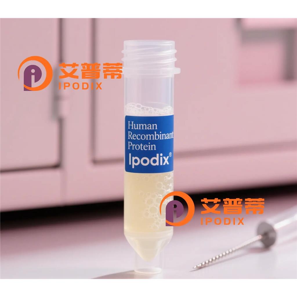 VCP抗体,Mouse Monoclonal VCP Antibody