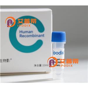CEACAM1抗体;CEACAM1 Antibody—艾普蒂