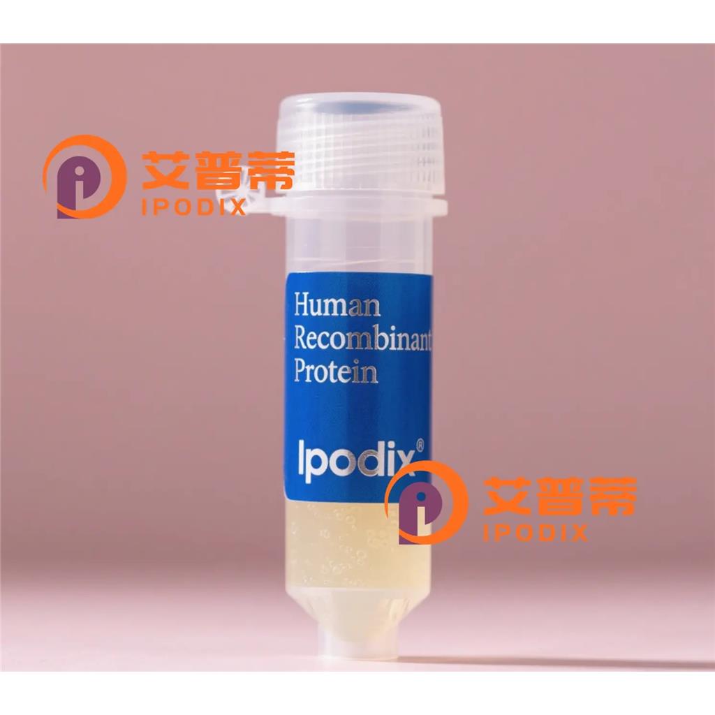 CABLES2抗體,Rabbit Polyclonal CABLES2 Antibody