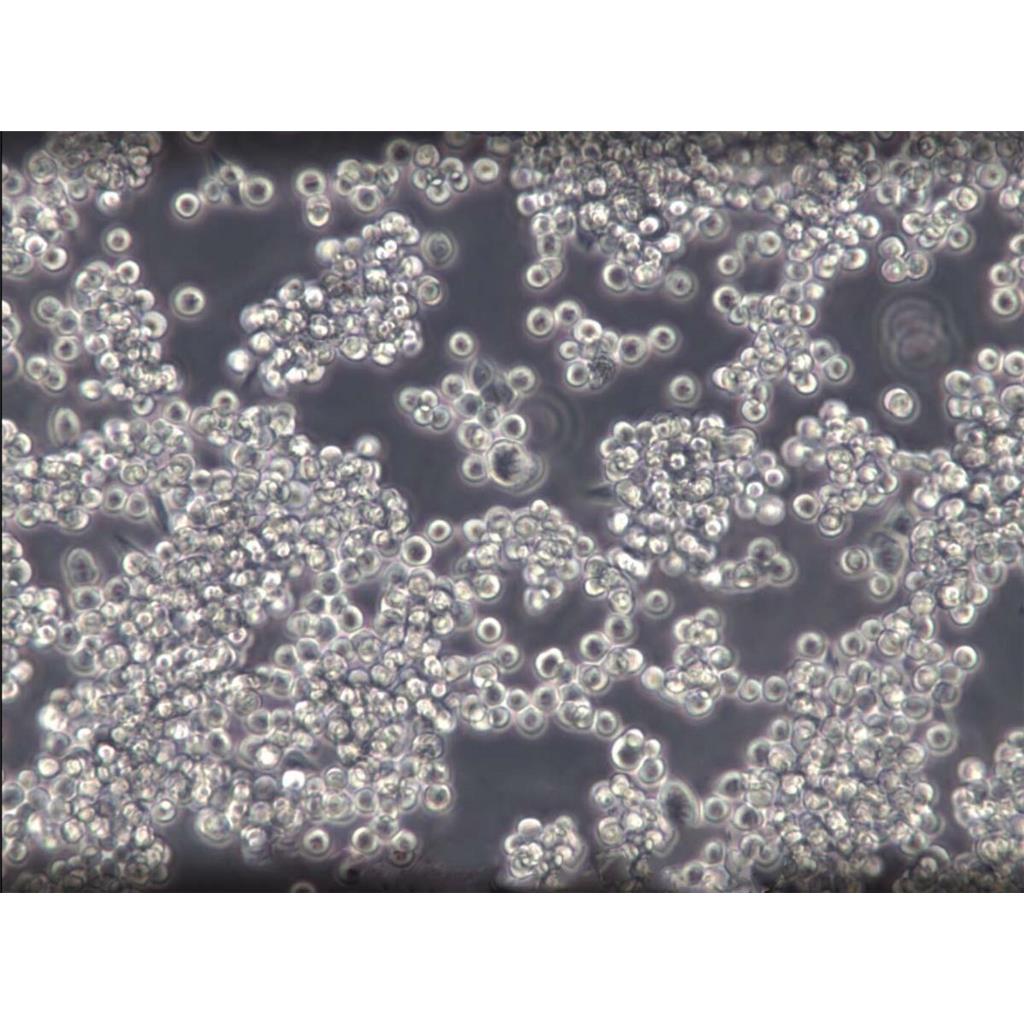 MOLM-13 Cells人急性髓白血病细胞传代率高|STR图谱,MOLM-13 Cells
