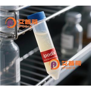 CABLES2抗體,Rabbit Polyclonal CABLES2 Antibody