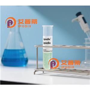 CDC27抗體,Rabbit Polyclonal CDC27 Antibody
