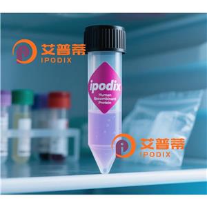 MMP23B抗體,Rabbit Polyclonal MMP23B Antibody