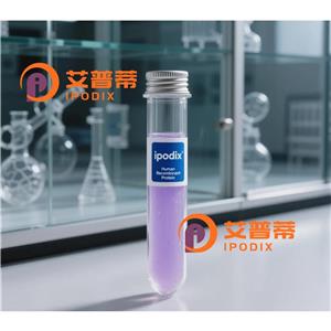 FOXP4抗体,Rabbit Polyclonal FOXP4 Antibody