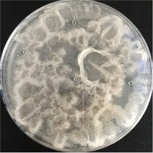 Roseiterribacter Gracilis