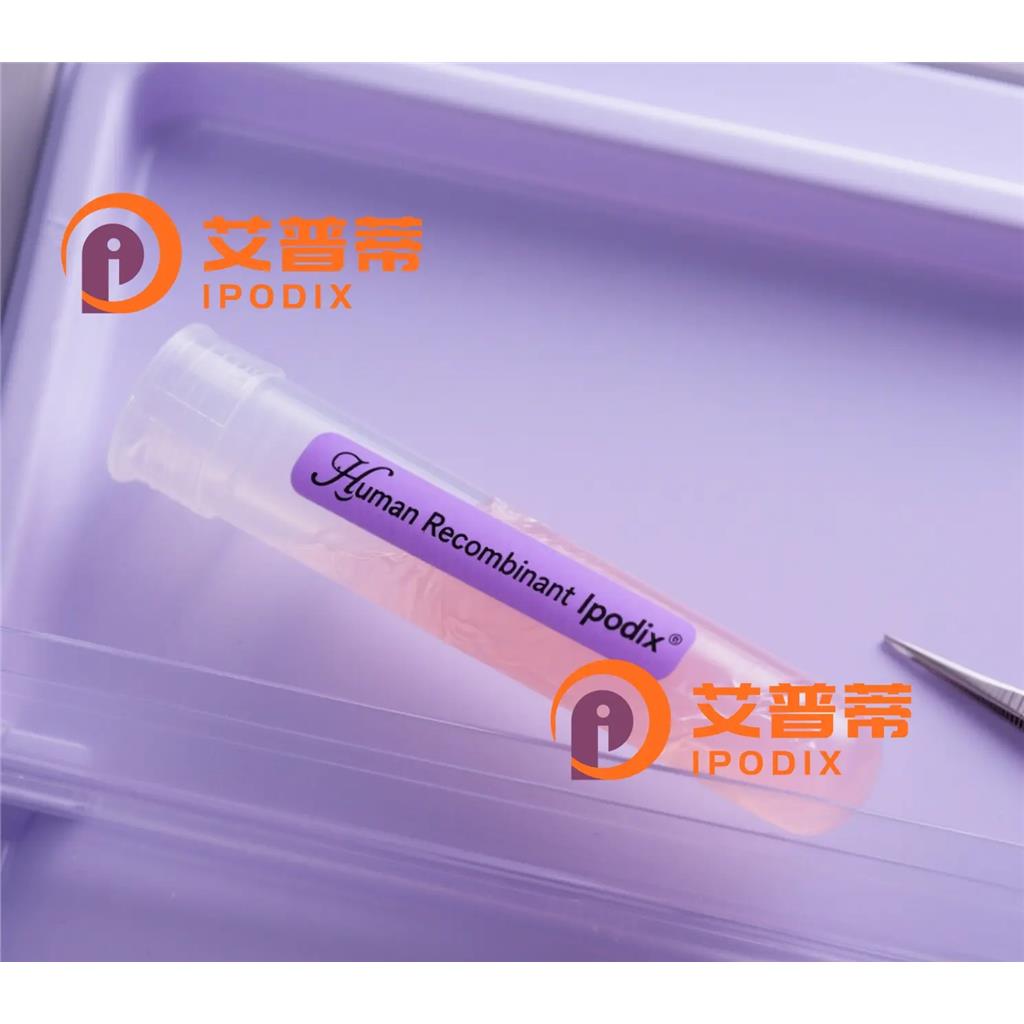 HSPB1抗體,Rabbit Polyclonal HSPB1 Antibody