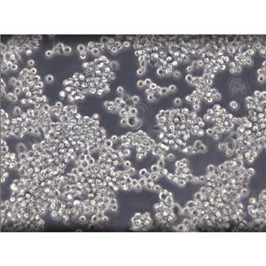 NCI-H2452 Cells人间皮瘤细胞传代率高|STR图谱