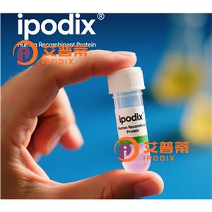 ICMT抗体,Rabbit Polyclonal ICMT Antibody