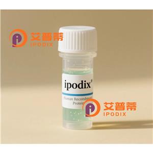 ICMT抗体,Rabbit Polyclonal ICMT Antibody