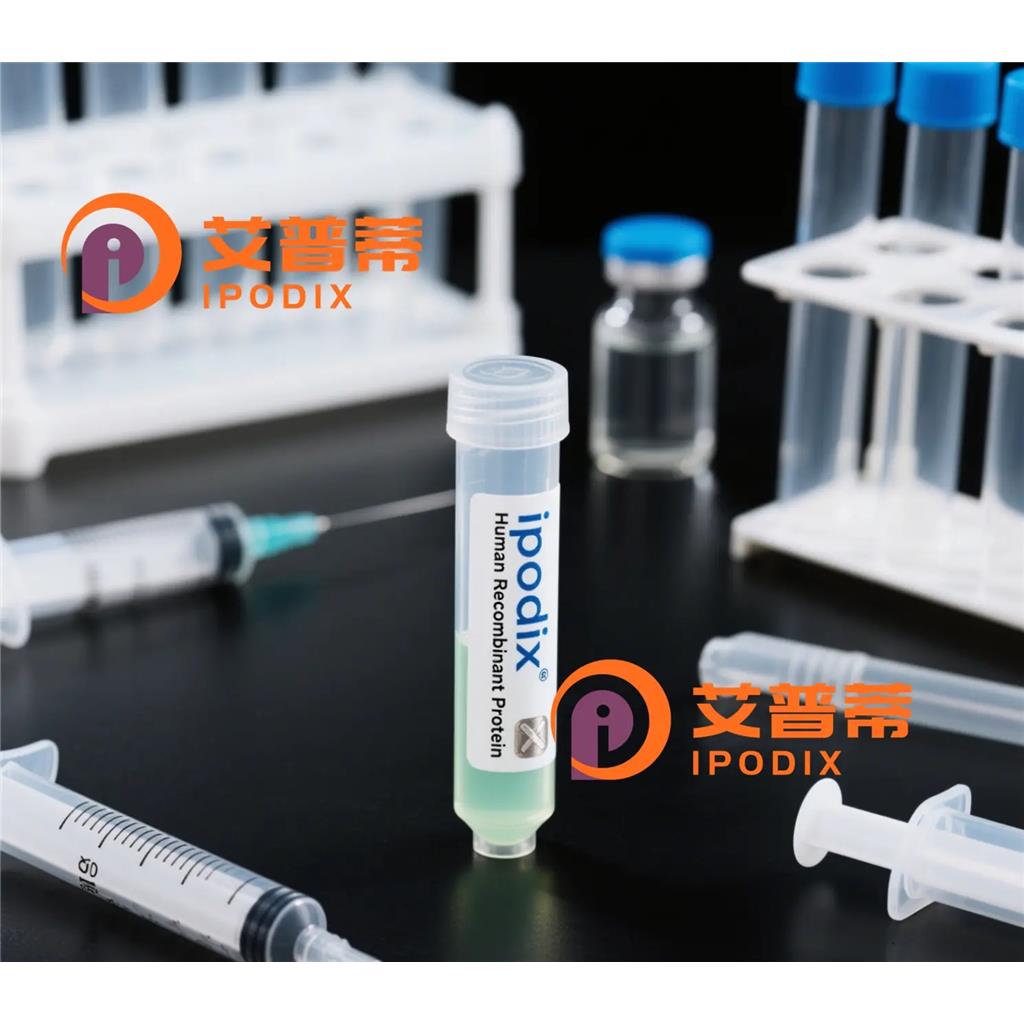 CLEC12A抗體,Rabbit Polyclonal CLEC12A Antibody