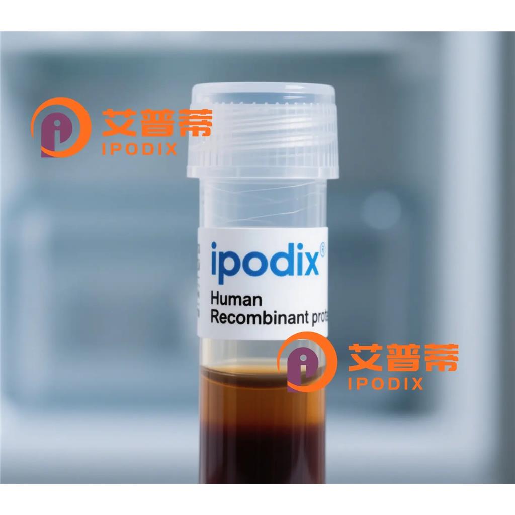 IL16抗体,Rabbit Polyclonal IL16 Antibody